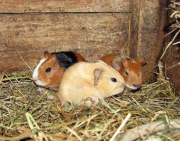 Meerschwinchen mit Nachwuchs